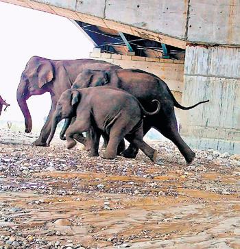 Wildlife gets a safe passage: 14-km-long underpass on Dehradun-Delhi E-way