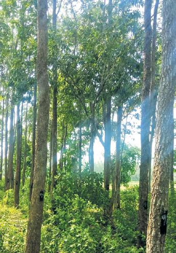 Sandalwood trees stolen from Vizag Bio-park