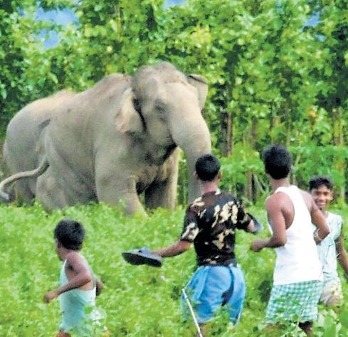 Govt to set up Centre of Excellence to mitigate man-animal conflict: Yadav