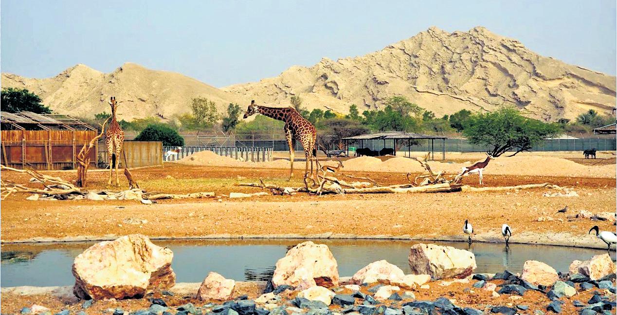 Flower that Blooms in the Desert