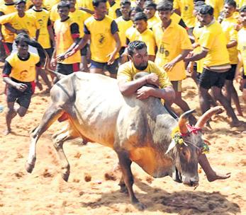 TN witnesses more Jallikattu & bull-racing events this year