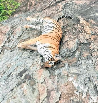 Tiger deaths: Villagers took advantage of protest to lace cow carcass with poison