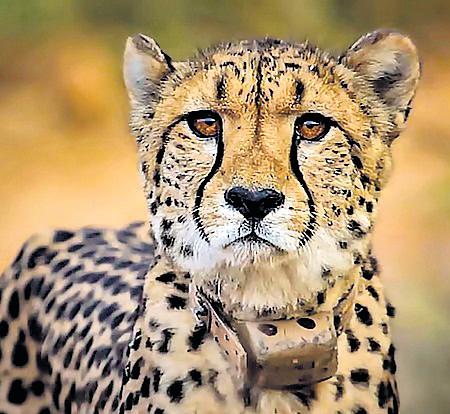 Namibian Cheetahs' First Home Kuno Records 19% Tourist Growth in '24-'25