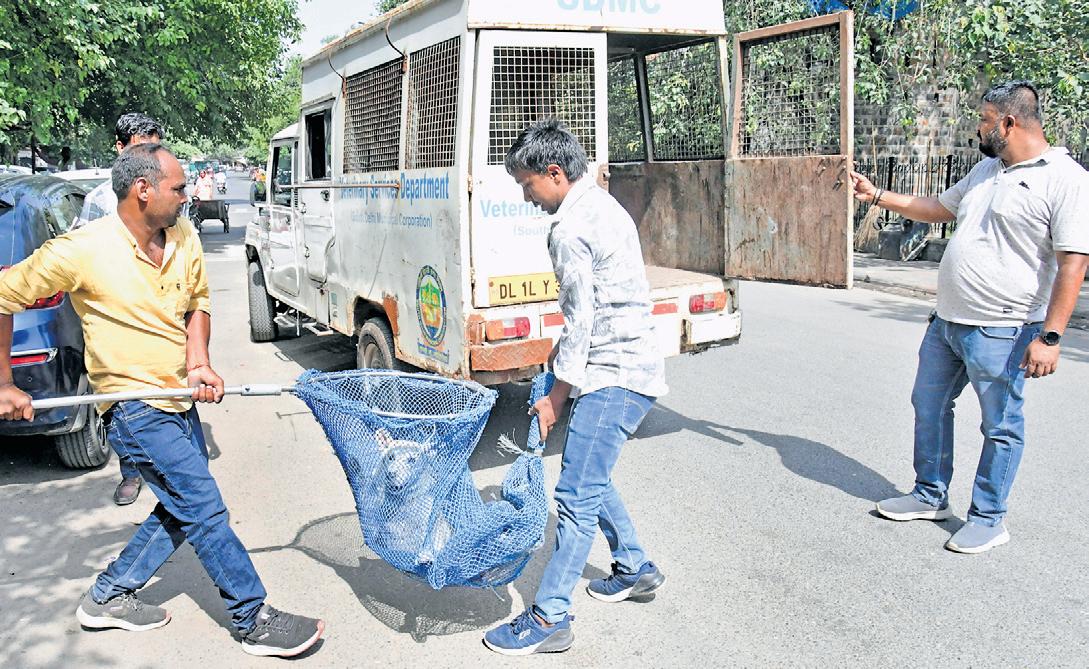 MCD Plans to Set Up 12 Dog Shelters to Stop Stray Menace