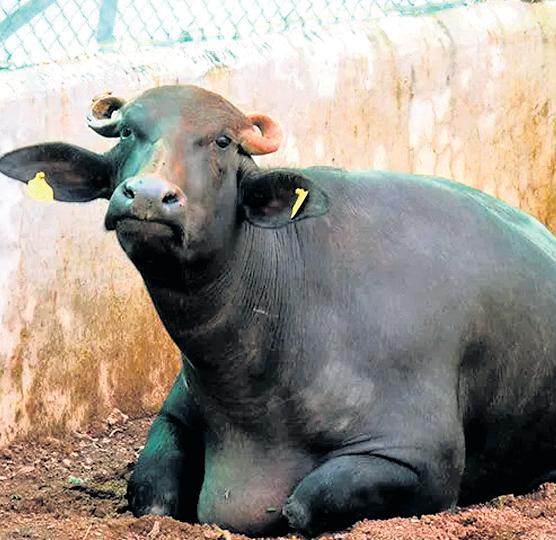 14 C'garh buffalo clone claim comes under lens