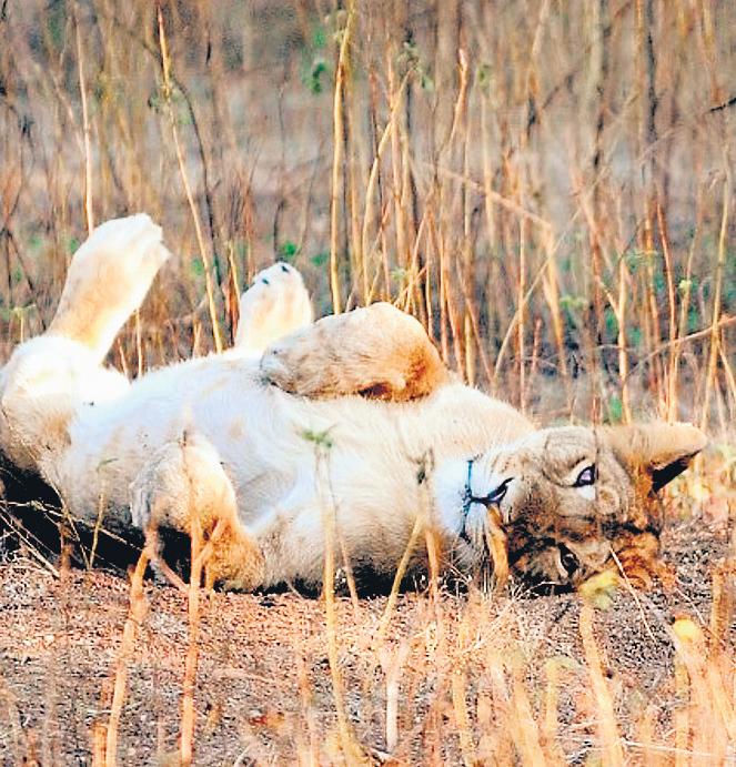 3 Lion Cubs Dead, Six Isolated: Amreli Scare Fuels Worry Over Gujarat Losses