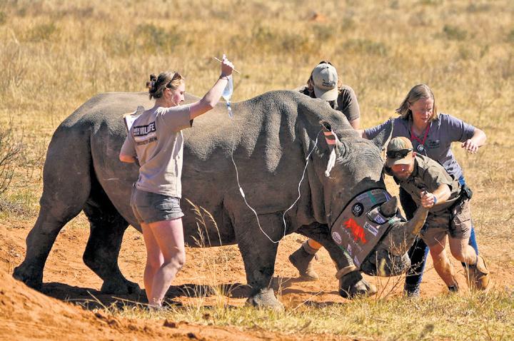South Africa turns rhino horns radioactive to curb poaching, trigger alarms