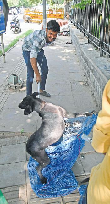 49 Rabies Cases This Year, Over 65,000 Stray Dogs Sterilized in Six Months, Says MCD
