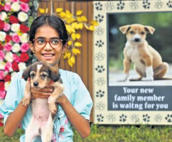Amid stray dog row, Hyderabad civic body holds 'Indy Puppy Adoption Mela'