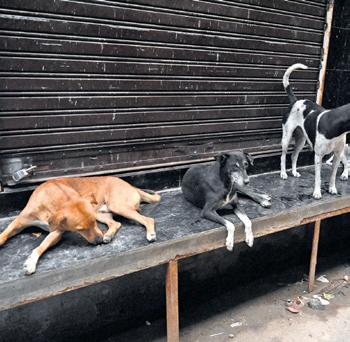 MCD Team Catching Dogs in Rohini Attacked, 1 Arrested