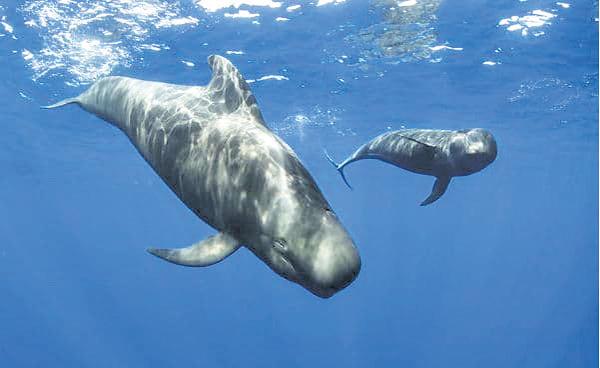 Rare giant: Short-finned pilot whale stranded on K'taka beach, 1st in state