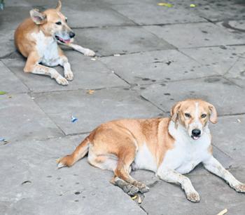 One in every four persons killed by rabies in TN bitten by pet dogs: Data