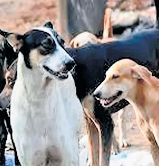 Raj 1st state to list norms for management of stray dogs