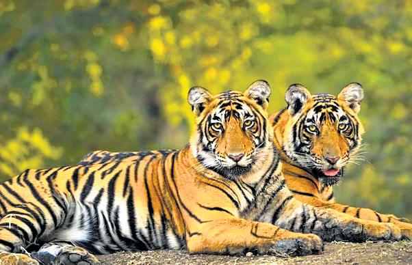 Kerala mulls amendment to Wildlife Protection Act