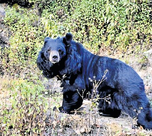 Himalayan bears shed gentle image, turn deadly predators in U'khand