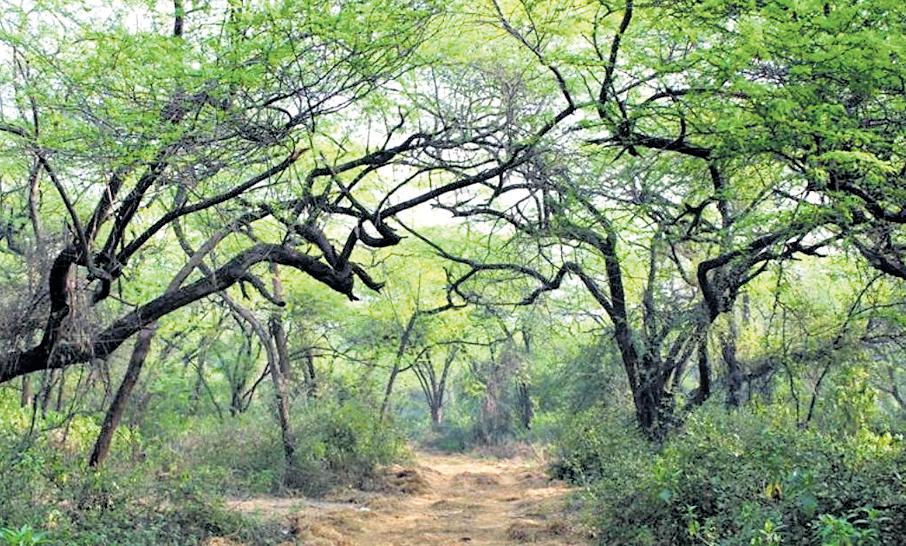 41 sq km of Southern Ridge declared reserved forest to control pollution.