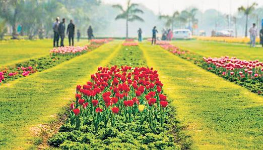 NDMC to plant 3.25 lakh tulips this winter, push for homegrown variety