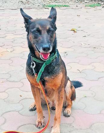 Elite police dog Amro finds hashish where Crime Branch could not