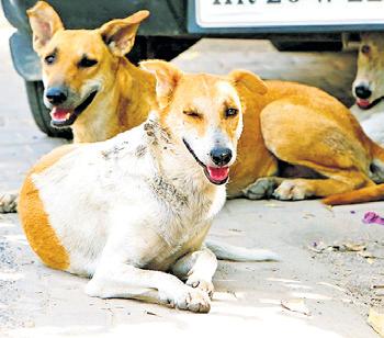 Kerala police averse to inducting desi dog breeds as sniffers into K9 squad