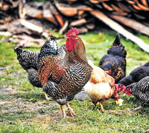 Man let loose 2K country chicken in field, villagers wait for lavish feast