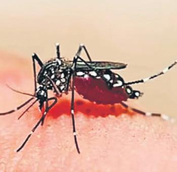 Dip in dengue cases, but malaria infections remain close to last year’s levels
