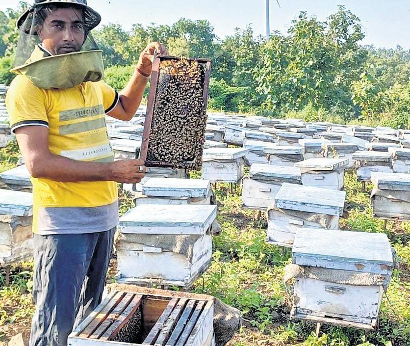 WHAT'S THE BUZZ ABOUT?