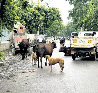 BJP & AAP lock horns over stray cattle menace in Patparganj locality