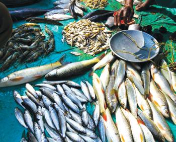 Centre brings framework for fisheries and aquaculture to promote exports