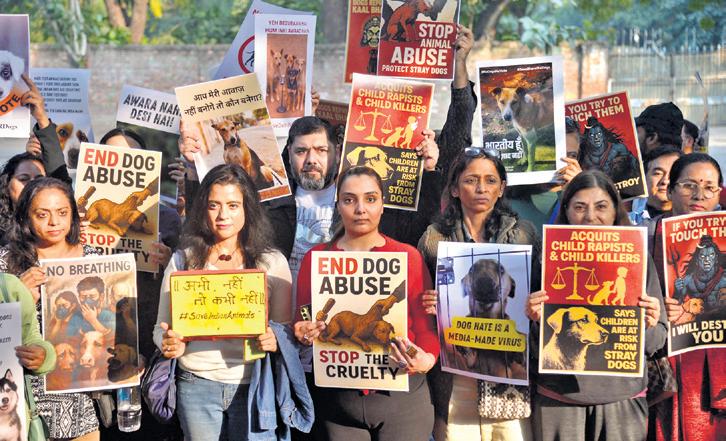 Stray dogs start missing from public areas