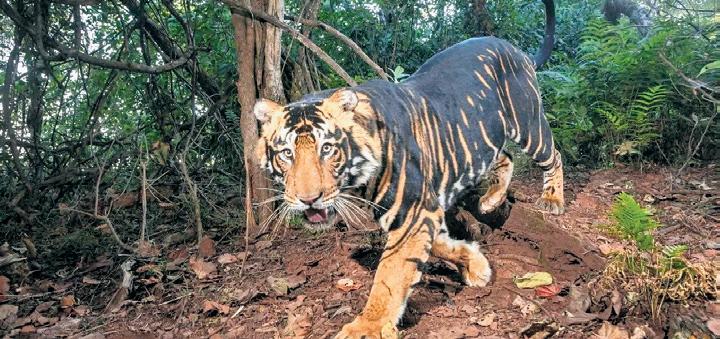 Odisha tiger population likely to go up: PCCF