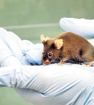 Halt in air transport for lab animals puts research at risk due: Scientists