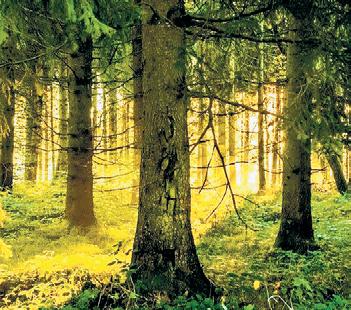 TN forests to be free of invasive species soon