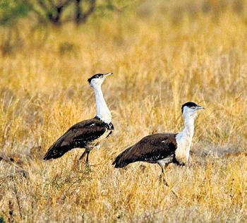 ₹5K for spotting Great Indian Bustard soon