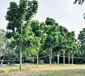 276 trees, ticket counter at Lalbagh may be hit by Tunnel Road Project