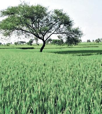 Digital database of farmland soon