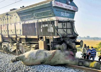 Speeding Rajdhani mows down herd of seven elephants in Assam district