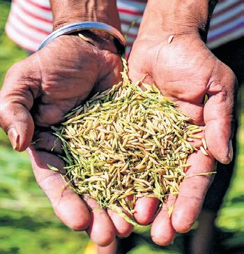 AP traders seize opportunity as several Odisha dists yet to start paddy purchase