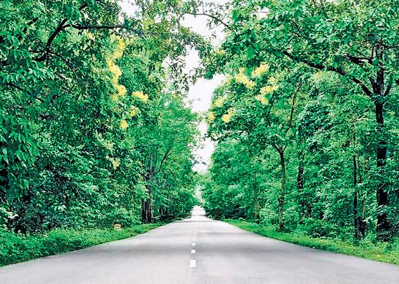 Invasive Bandipur lantana turned into fuel now