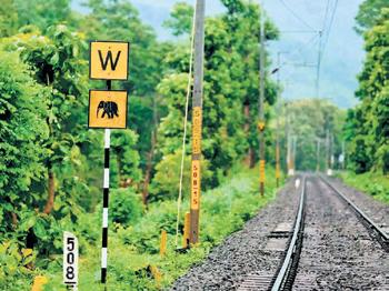 Rlys plans AI cameras to locate wildlife from 500m away to curb track mishaps