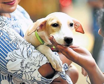 Abandoning pet canines in Kerala to soon invite hefty fine and prison time