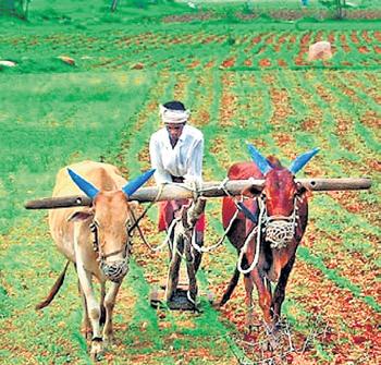 C'garh agri sector posts robust growth in 2 years; food grains, pulses stay firm