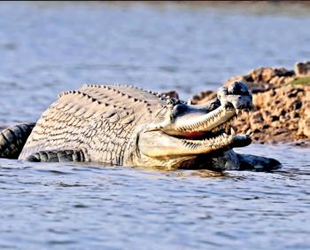 Survey brings cheer, 3K endangered gharials spotted in Ganga river basin