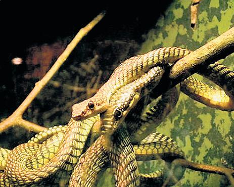 Over 2.3K snakes, including venomous species, recorded during rescue in TN