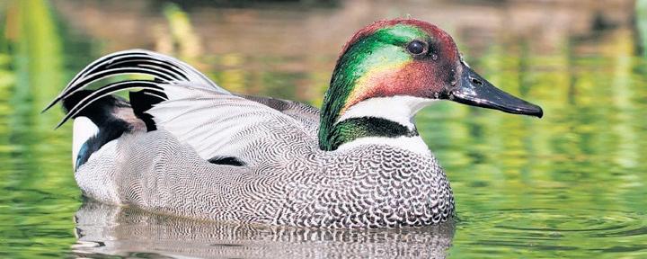 First photo record of rare Falcated Duck in AP