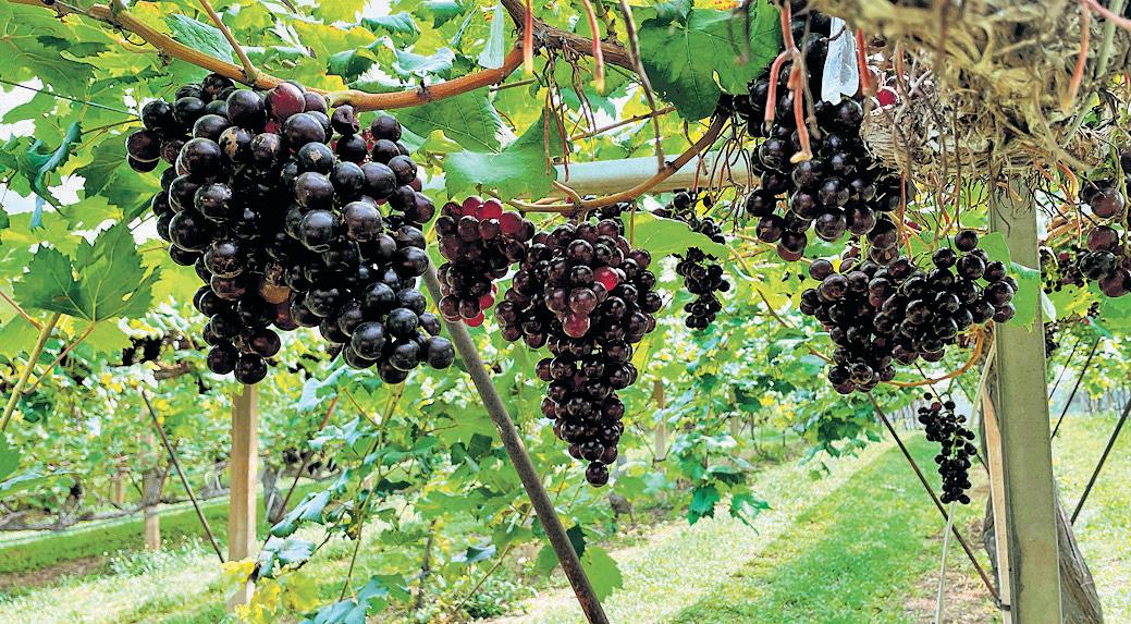 The Improbable Vintage of Khao Yai
