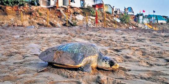 Olive Ridley turtle trail project starts in Odisha