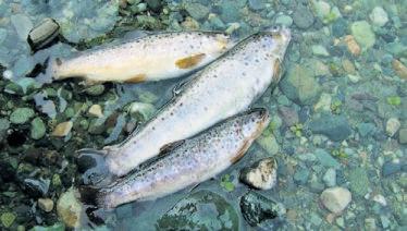 J&K, Himachal emerge top states in cold-water fish farming, NE follows