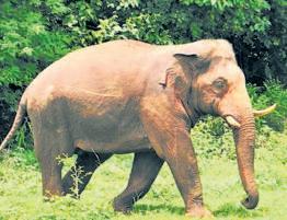 Elephant task force deployed as tuskers threaten Haridwar Kumbh