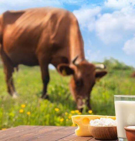 THE BIG MOO-VE
