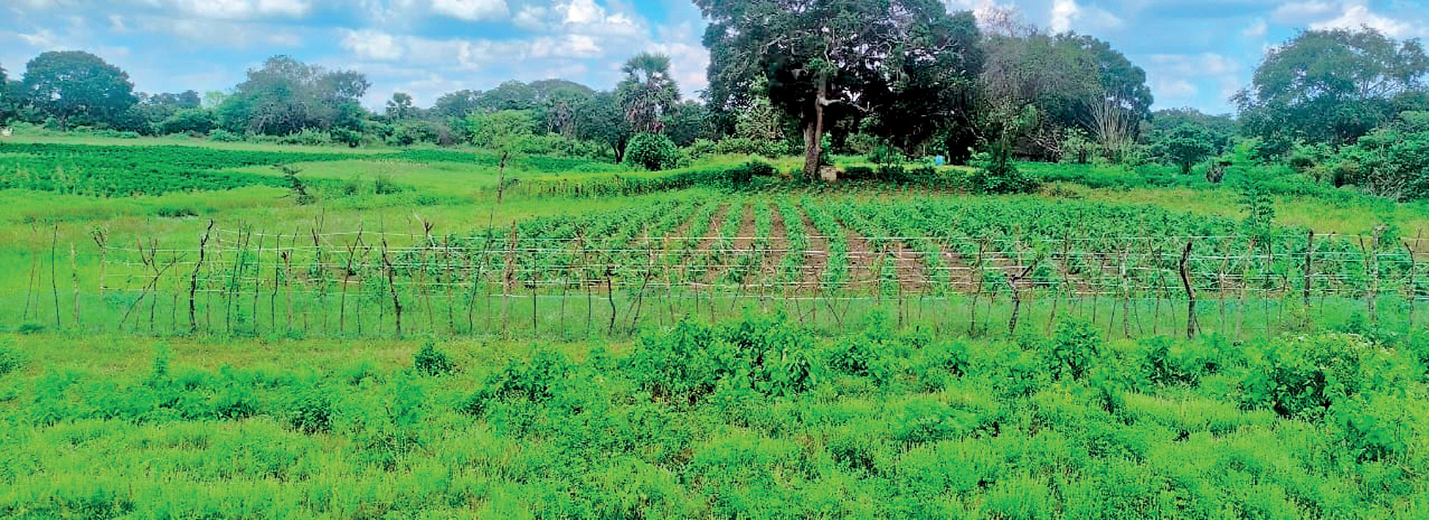 Climate change and farmers' struggles in Mannar